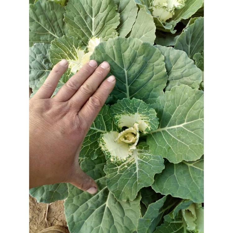 北方草花_冷季草花_抗冻草花 多色系羽衣甘蓝发货基地 绿叶甘蓝报价