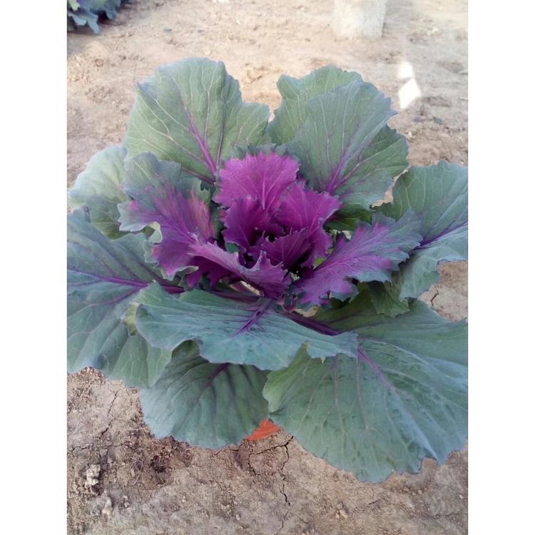 冷季草花_蓝绿色系羽衣甘蓝_基地报价_花包菜发货基地