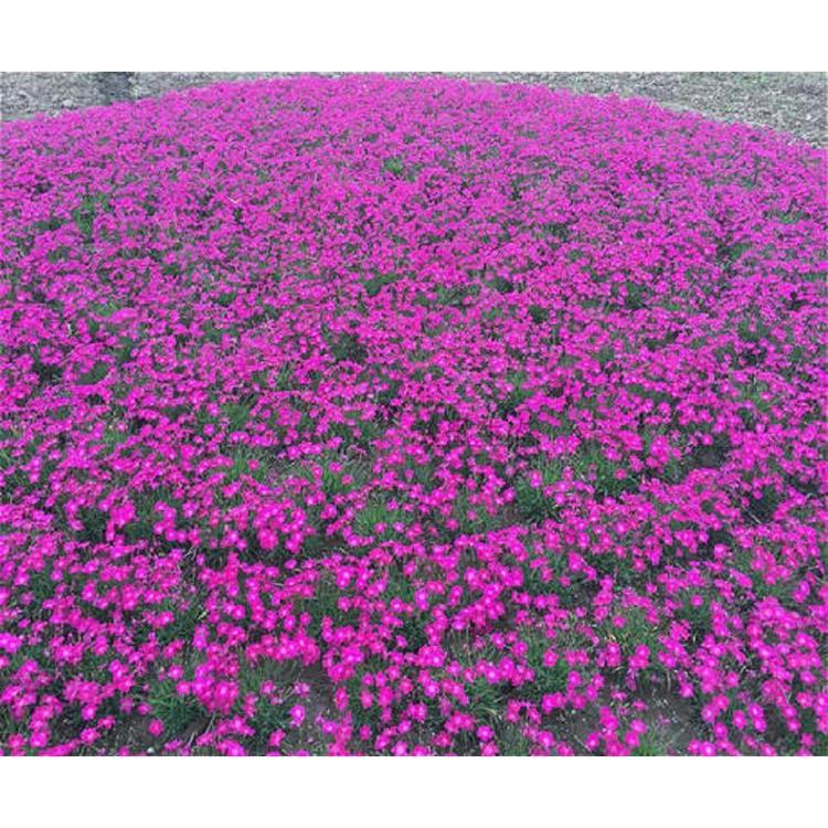 欧石竹哪家好_种植基地_培育基地_伟达花卉