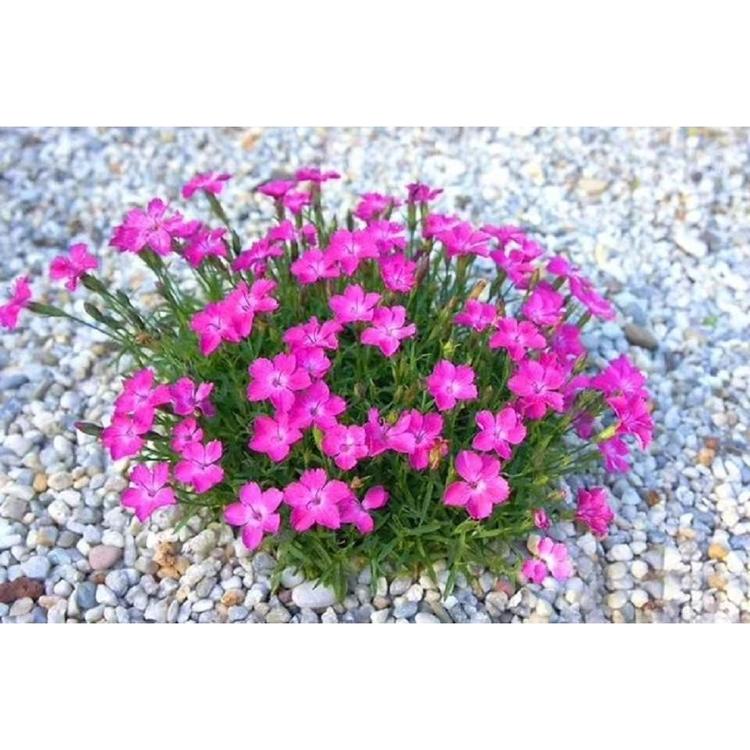 大量出售欧石竹欧  石竹花海培育基地