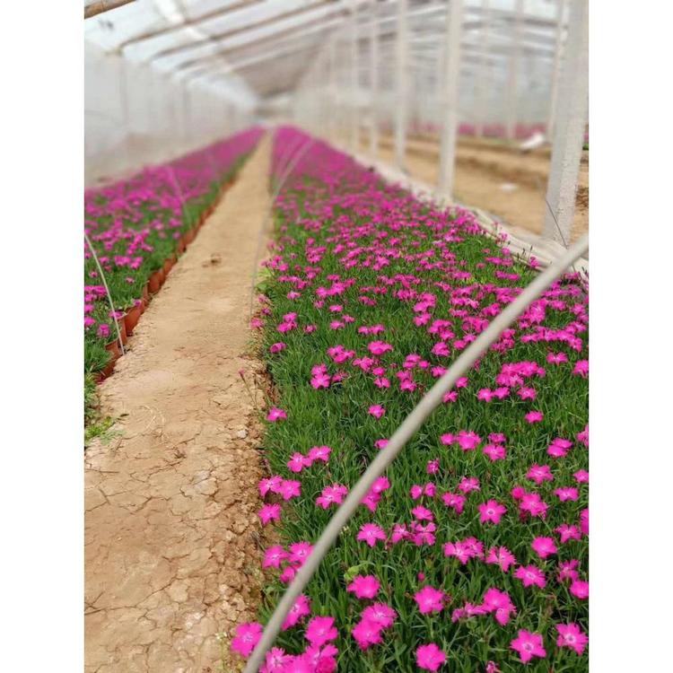 伟达山东欧石竹多少钱 欧石竹种植基地