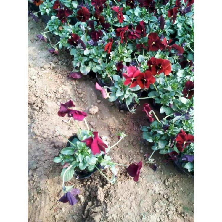 山东三色堇种植基地 时令草花苗圃 丰林
