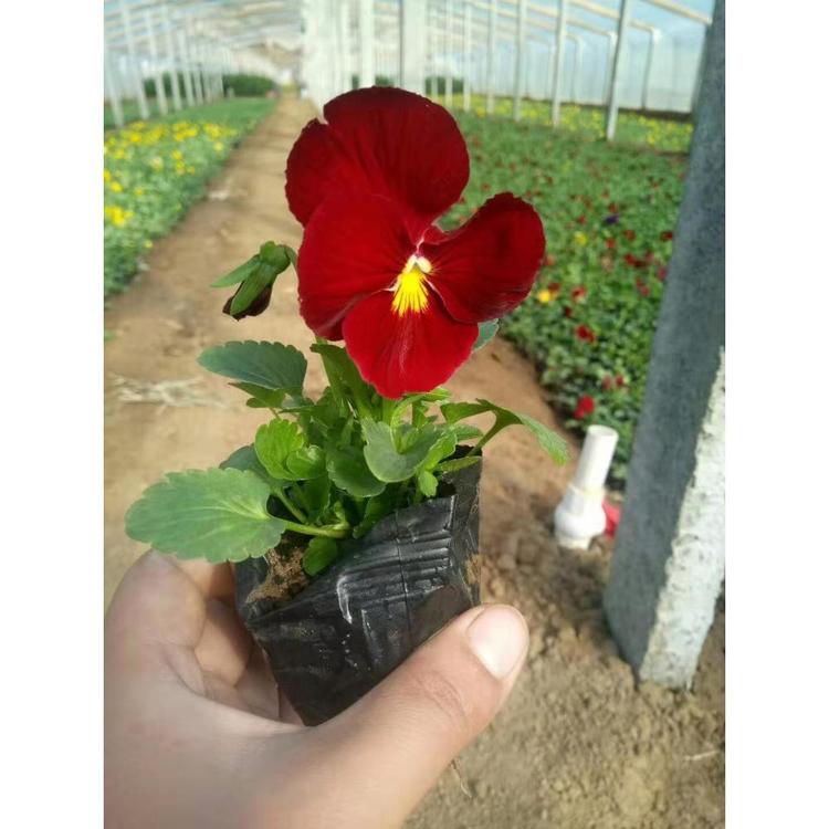 出售三色堇 时令草花批发价格 丰林花卉