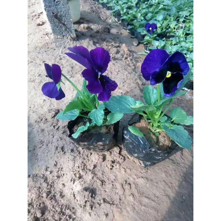 山东三色堇价格 草花花卉哪里性价比高 丰林