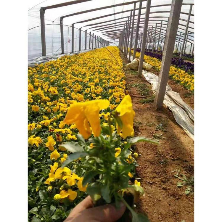 山东潍坊三色堇种植基地 草花花卉批发价格