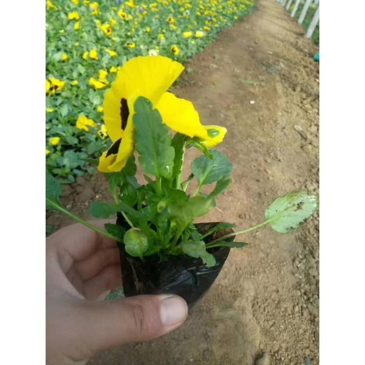 大量供应三色堇  草花花卉批发 三色堇价格