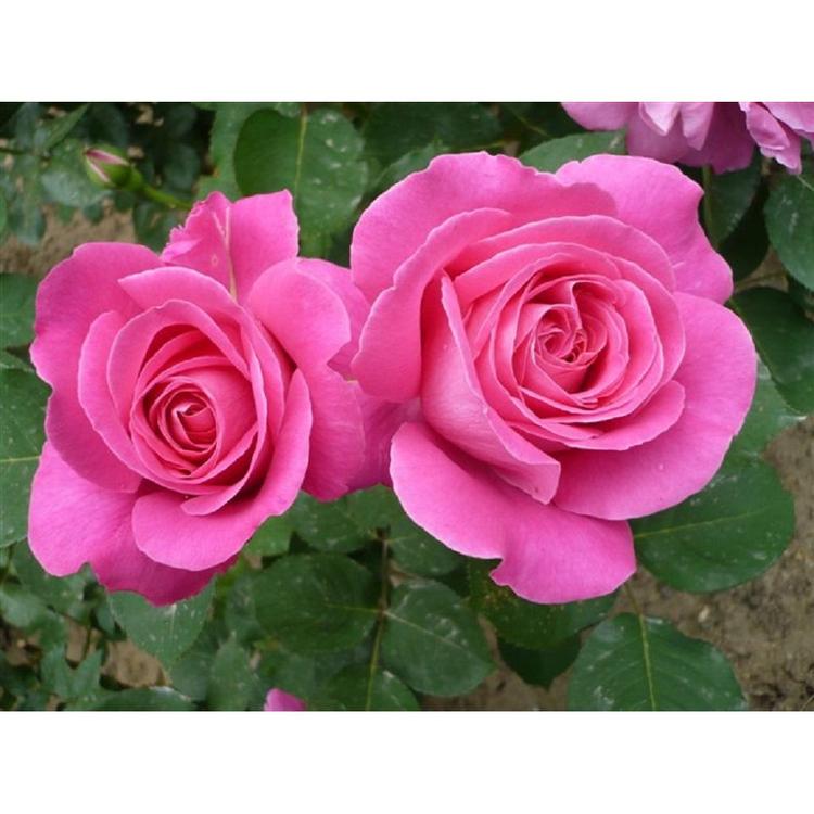 月季 丰花月季  大花月季 月季树培育基地