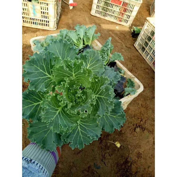 青州羽衣甘蓝报价 草花花卉批发市场 耐寒花卉