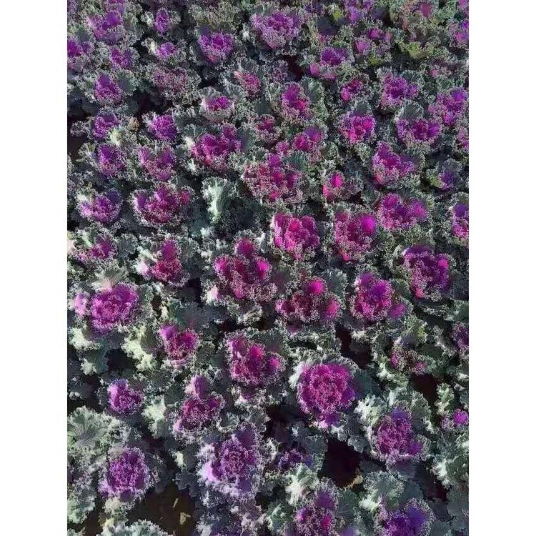 山东羽衣甘蓝报价 青州草花价格 时令草花批发