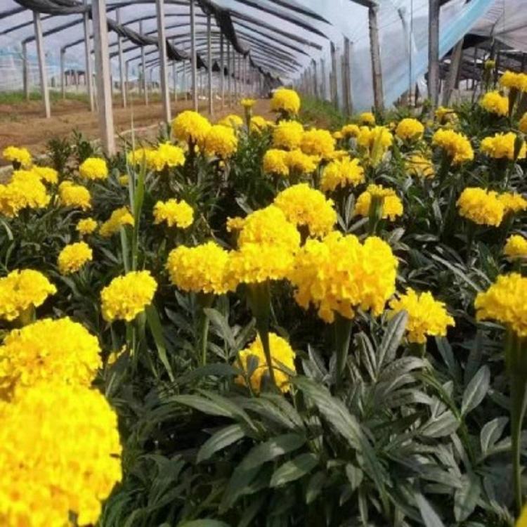 便宜出售寿菊哪家好 南非万寿菊哪家好