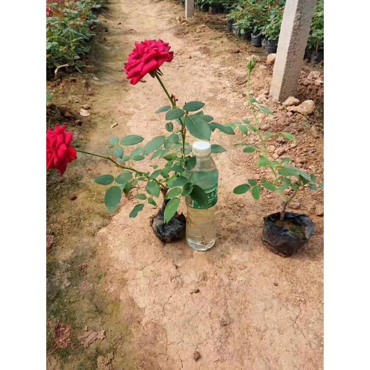 山东红帽月季哪里卖 青州花卉批发价格