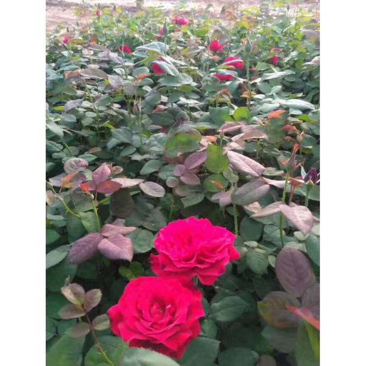 山东红帽月季批发价格 月季花种植基地