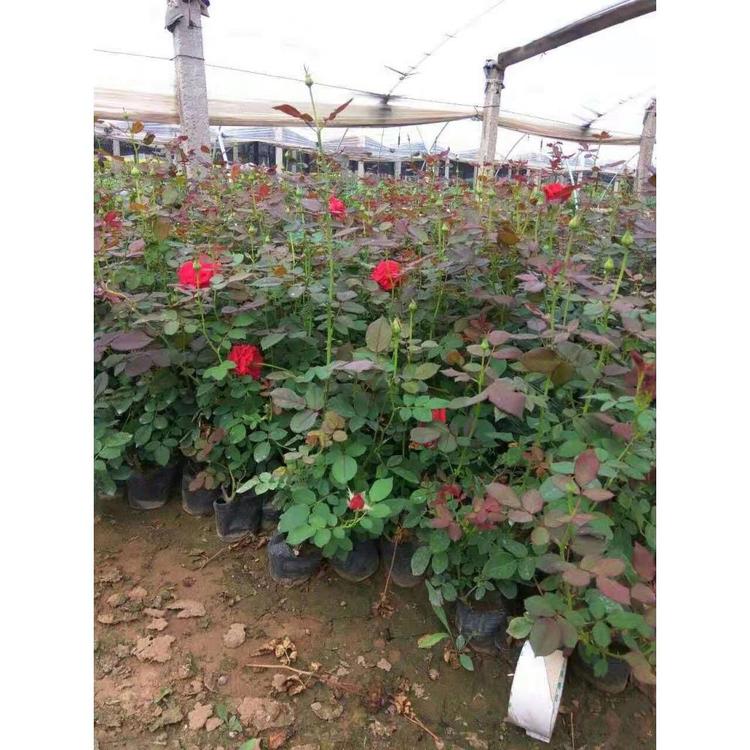 性价比高的红帽月季批发价格 月季花哪里卖