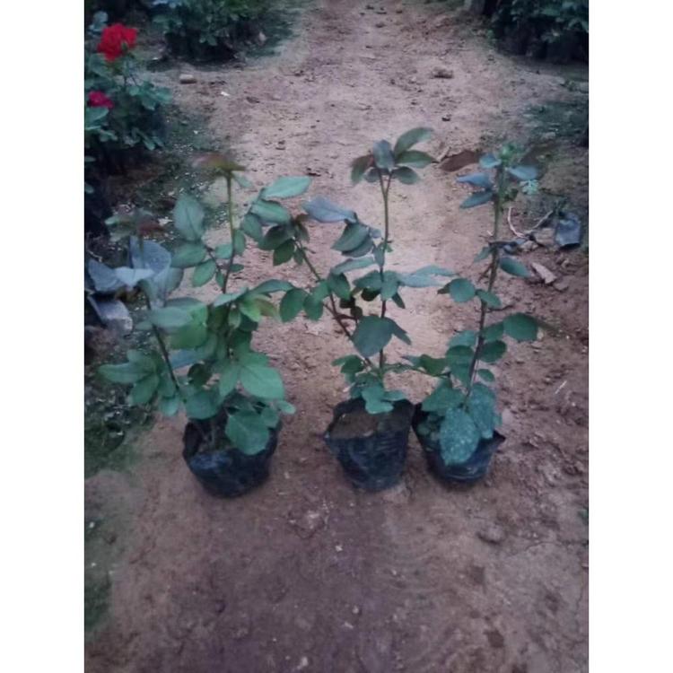 出售红帽月季批发价格 青州花卉种植基地 丰林