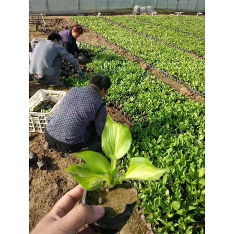 青州玉簪种植基地 草花苗木批发 丰林