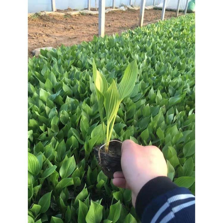 青州玉簪种植基地 草花苗木批发价格