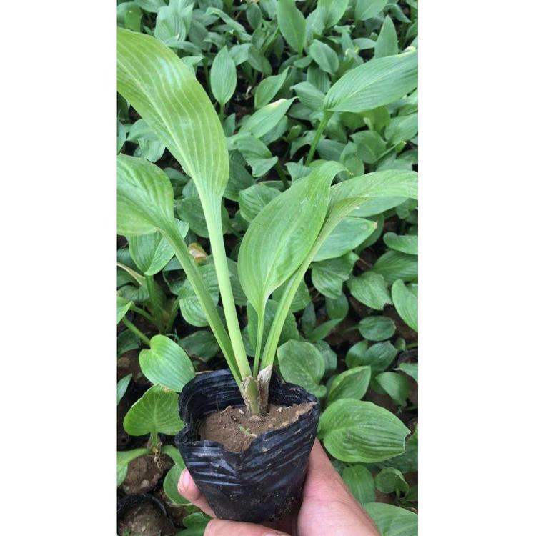 青州玉簪种植基地 宿根花卉批发 丰林