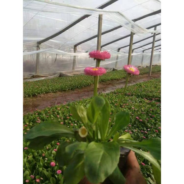 销售雏菊 宿根花卉小苗批发 雏菊报价