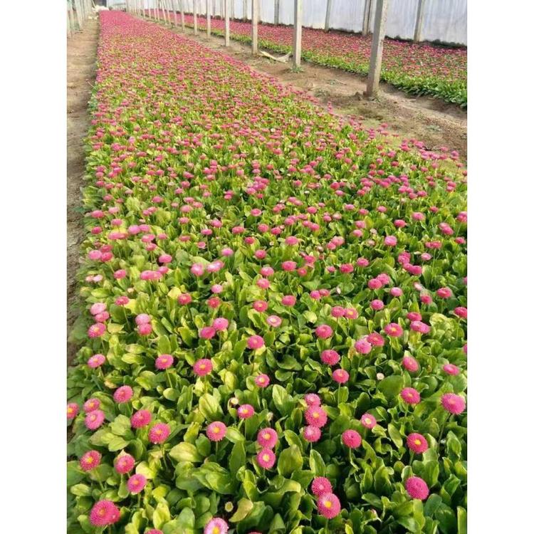 山东雏菊小苗 宿根花卉价格 雏菊供应 丰林花卉
