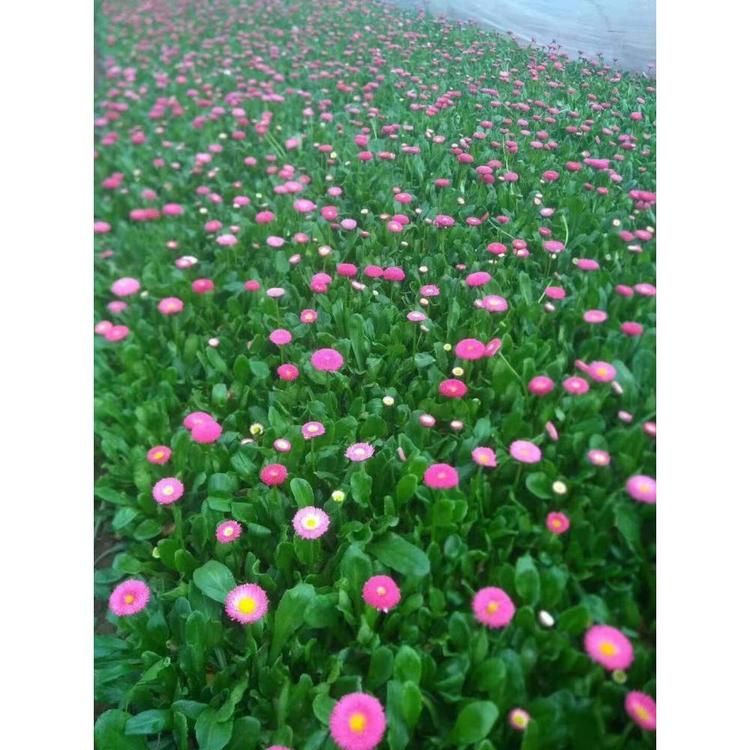 销售雏菊营养钵苗 草花花卉批发价格 丰林