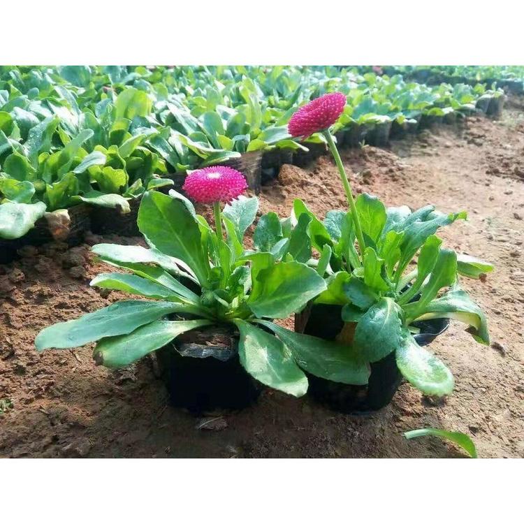 出售雏菊 雏菊批发 宿根花卉小苗 丰林花卉