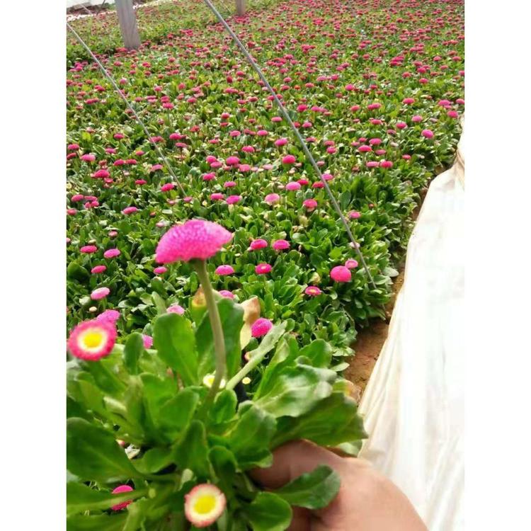 销售雏菊 雏菊小苗 青州花卉批发基地