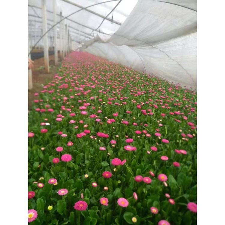 出售雏菊 雏菊小苗 宿根花卉报价  丰林