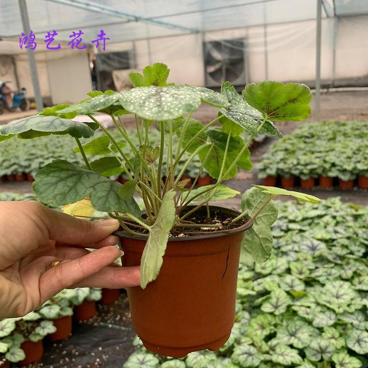 青州矾根单瓣单瓣矾根大量现货 矾根穴盘苗基地直销