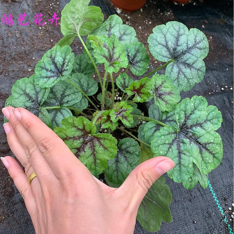 批发矾根 青州矾根大量现货 耐寒草花 基地报价