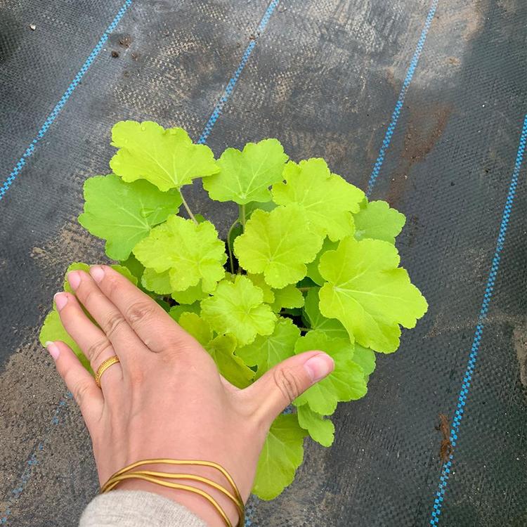 鸿艺花卉 大量供应地被植物 矾根 珊瑚铃大量现货