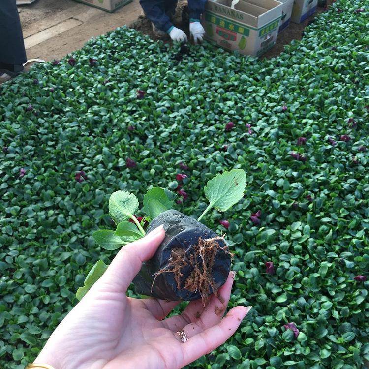鸿艺基地直发 三色堇 三色瑾 蝴蝶花 冬季草花 抗寒草花 北方草花