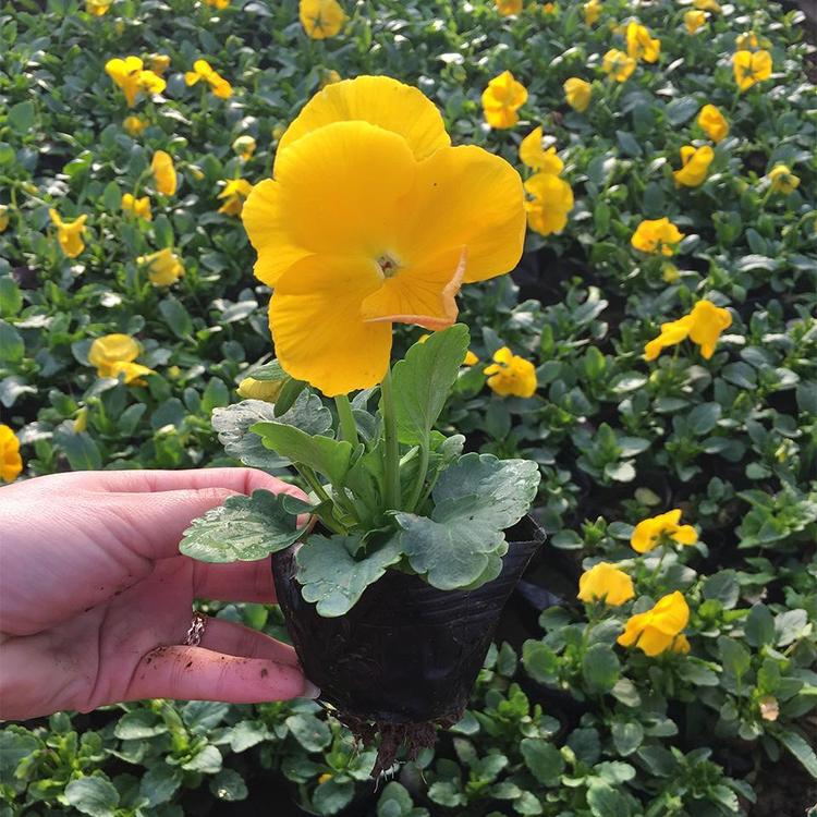 大量批发冬季草花 耐寒草花 鸿艺花卉 三色瑾 蝴蝶花 冬季草花 抗寒草花 三色堇北方草花