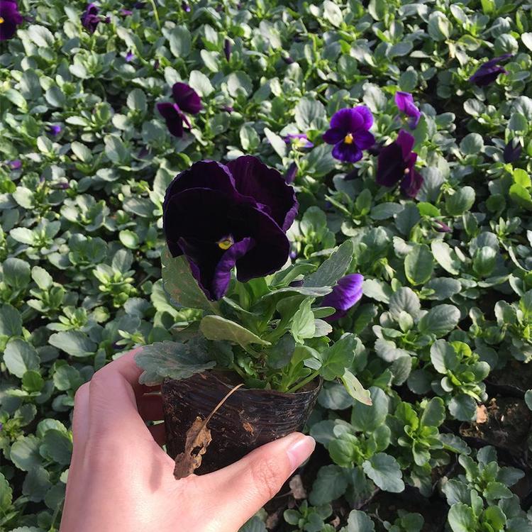 抗寒草花 鸿艺 红色三色堇 紫色三色瑾 黄斑点三色堇 青州草花 冬季草花