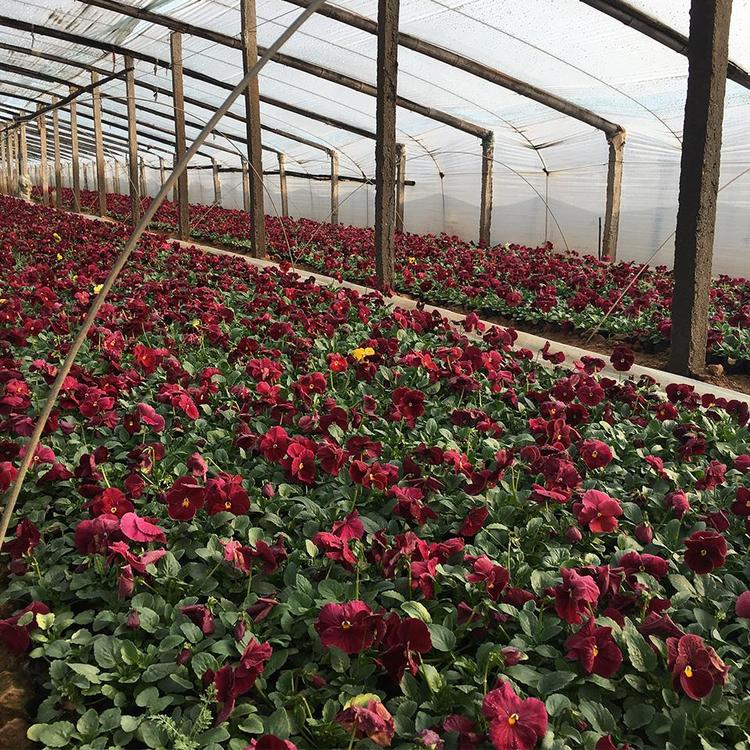 观花三色堇 北方草花种植基地 冬季草花 鸿艺 花海设计