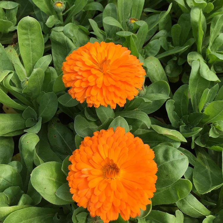 鸿艺草花 北方草花 金盏菊 宿根花卉植物 青州草花基地