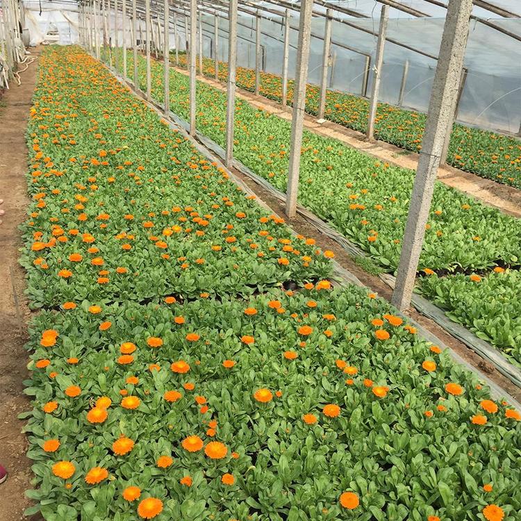 山东草花基地 鸿艺 金盏菊 耐寒草花 北方草花 四季草花供应基地