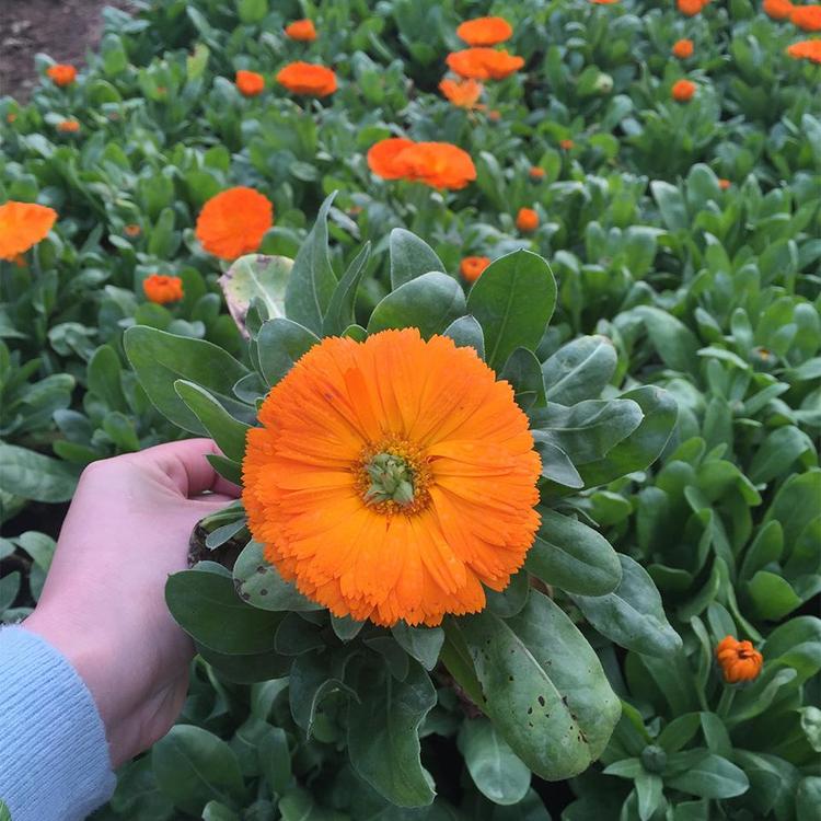 花海设计 鸿艺为您服务 时令草花 金盏菊 青州草花基地