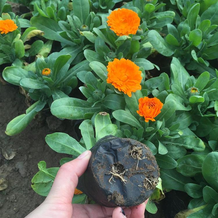 鸿艺 草花基地 四季草花 宿根花卉 金盏菊 青州草地花基 时令草花