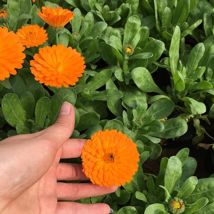 花海设计 山东草花 金盏菊 青州草花基地 北方草花 菊花租摆