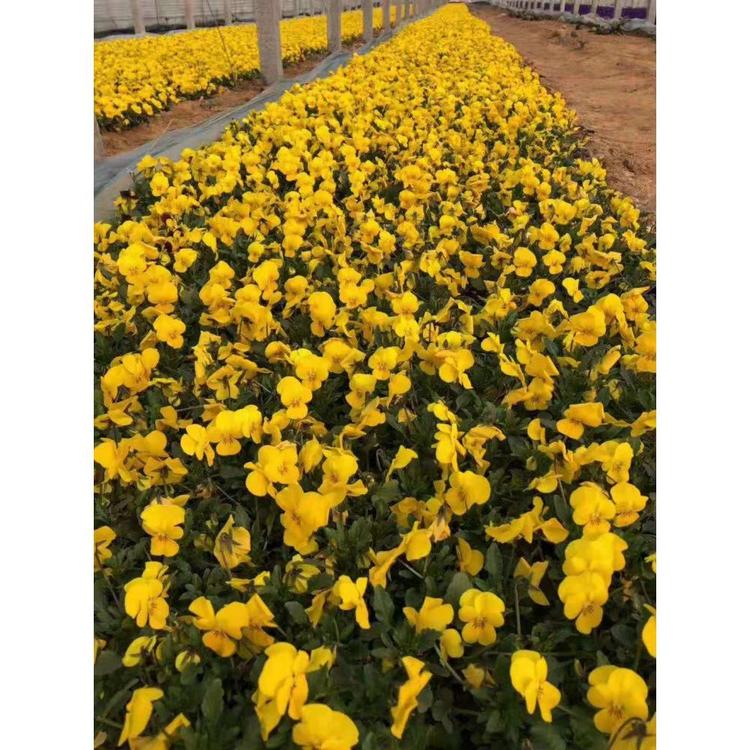 江苏三色堇种植基地 草花花卉批发价格