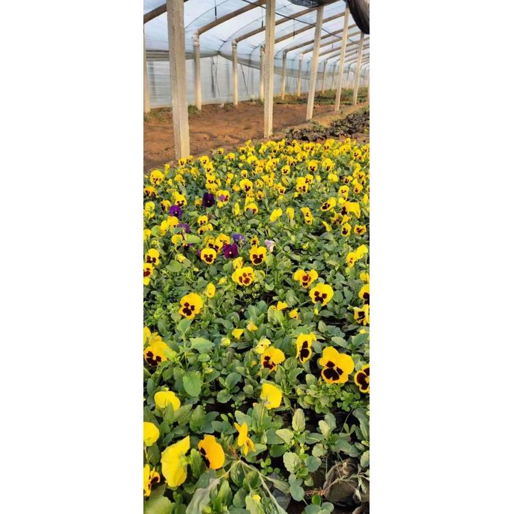江苏三色堇杯苗 草花花卉小苗供应基地
