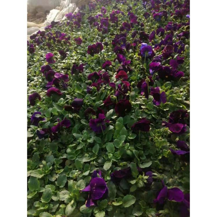 江苏三色堇批发价格 时令草花杯苗 丰林花卉