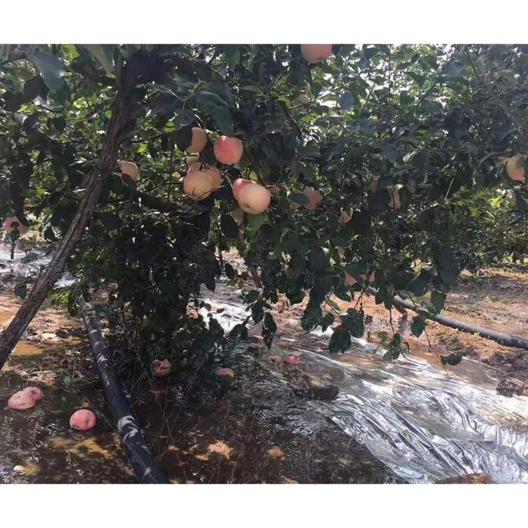 节水灌溉 经济耐用 喷灌带厂家批发 微灌带批发价格 金海雨