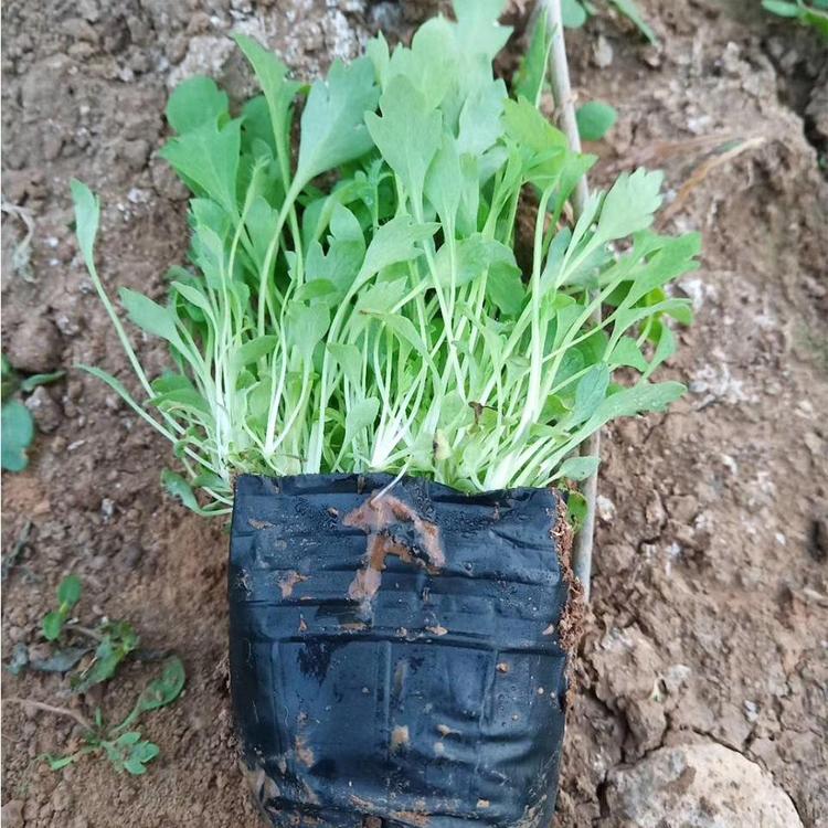 大量供应 绿化虞美人 批发 东方虞美人草花基地