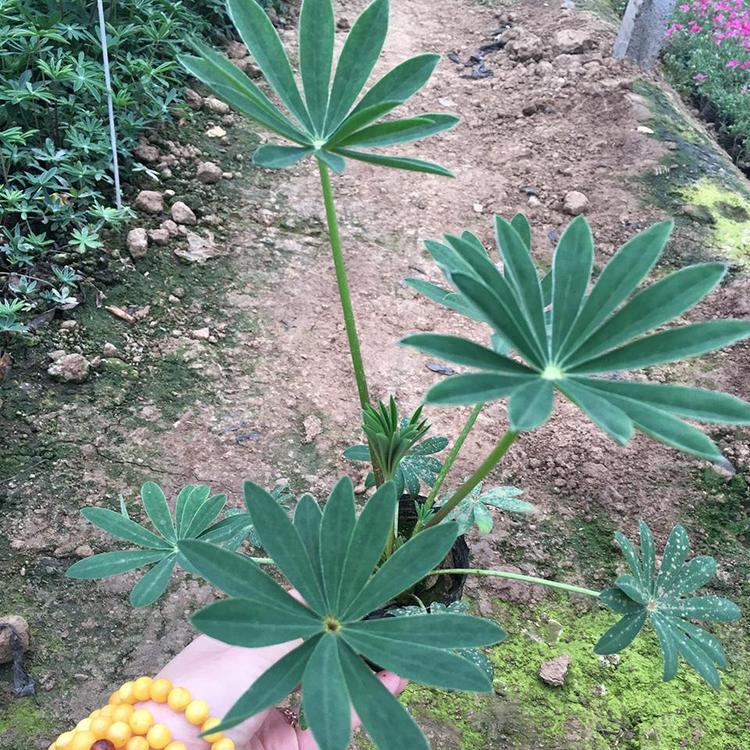 基地批发 鲁冰花 批发报价 大盆鲁冰花种植基地