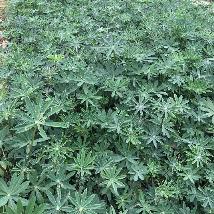 量大优惠 多色系 鲁冰花 鸿艺 大量供应羽扇豆 冬季草花