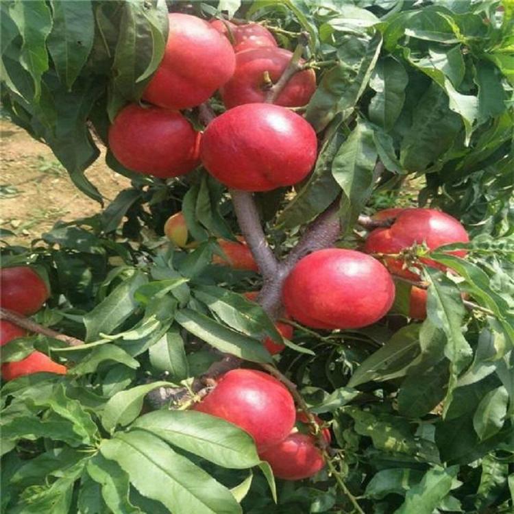 普润油桃桃苗种植基地 油桃苗批发价格