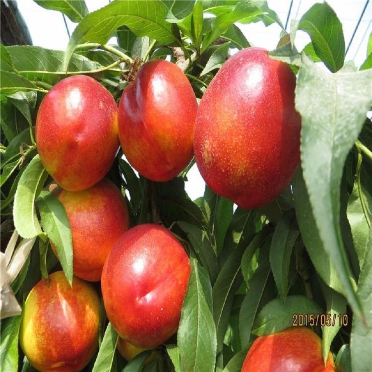 山东油桃桃苗基地 油桃苗种植基地