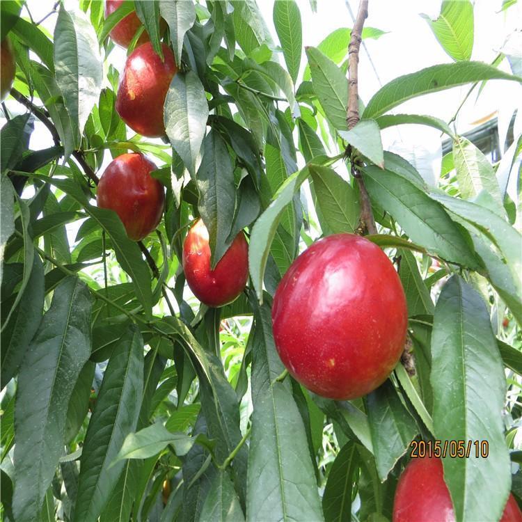 新品荷兰早红油桃苗种植基地 荷兰早红油桃苗批发价格
