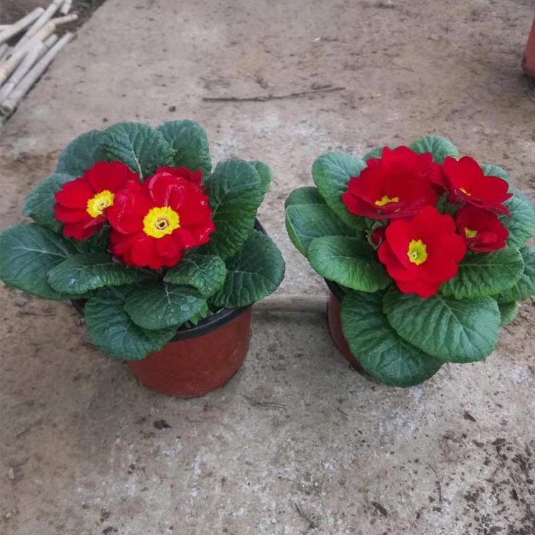 租摆草花 批发报春花 报春花 地被植物 年宵花 花海品种 花海草花
